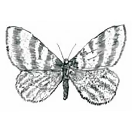 Operophtera brumata